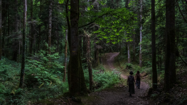 Parcours forestier et immersif « Faire terre »