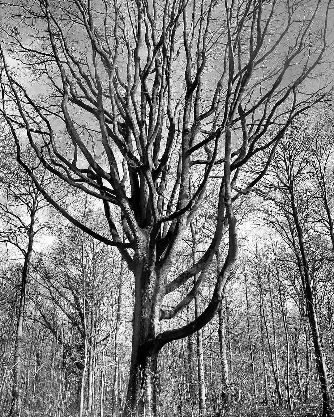 Théâtre et pique-nique champêtre au Bois de Champagne