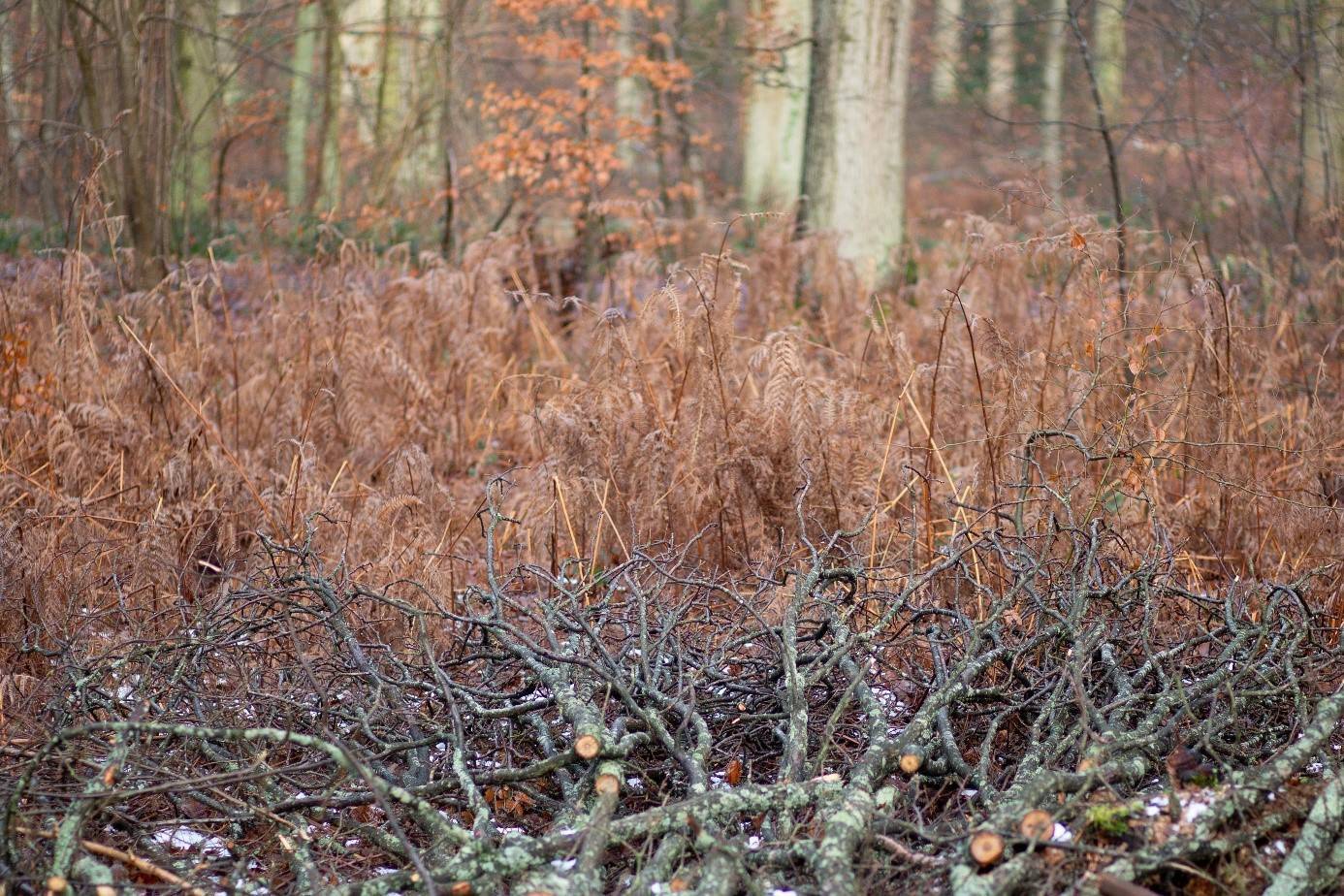 Randonnée “les forêts, force régulatrice  du climat”