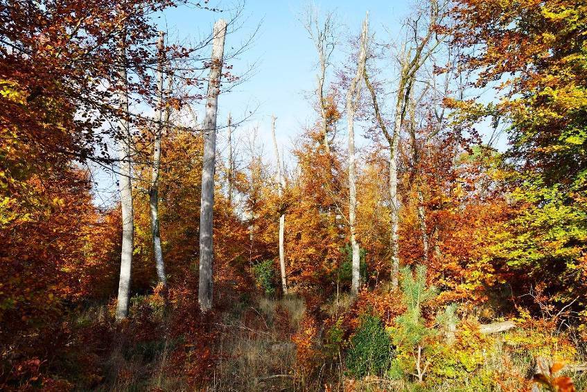 Balade coup de chaud sur les forêts : la forêt de Fontainebleau face au changement climatique