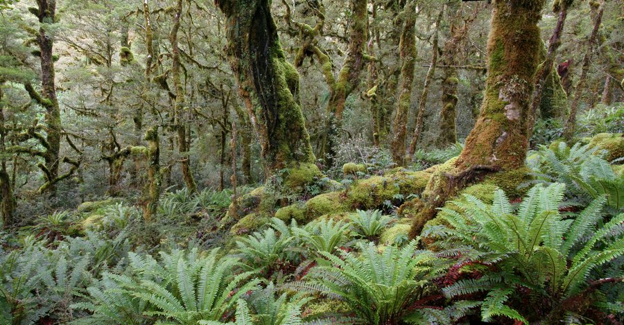 Performance artistique « Etreinte » dans la réserve de Te Wairoa (Nouvelle-Zélande)