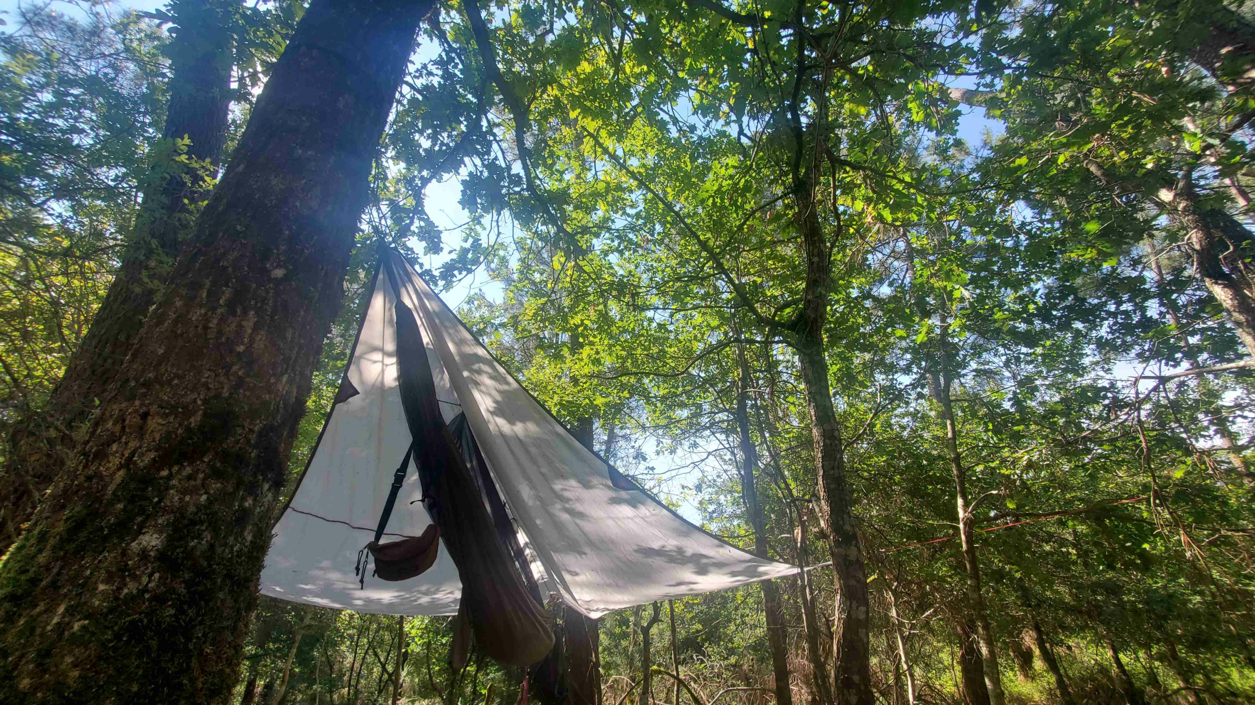 Archivé: Découverte de la vie secrète de la forêt…