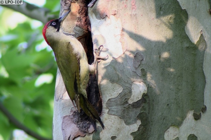 Découvrez des oiseaux forestiers à Bondy !