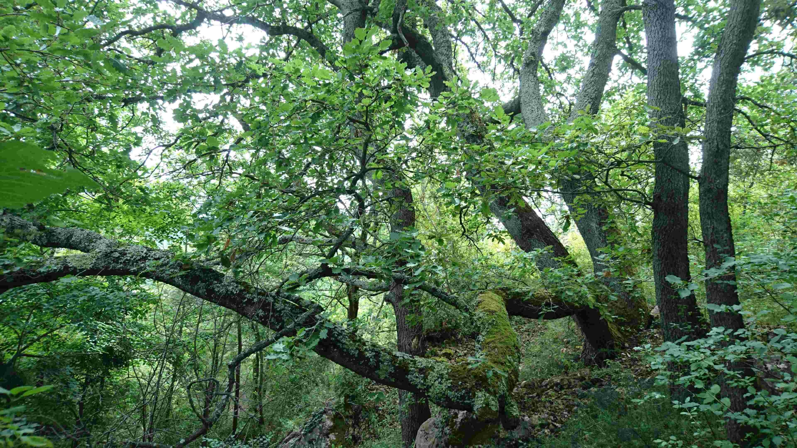 Archivé: Célébration des beautés de la Forêt-Jardin de Cap Heol