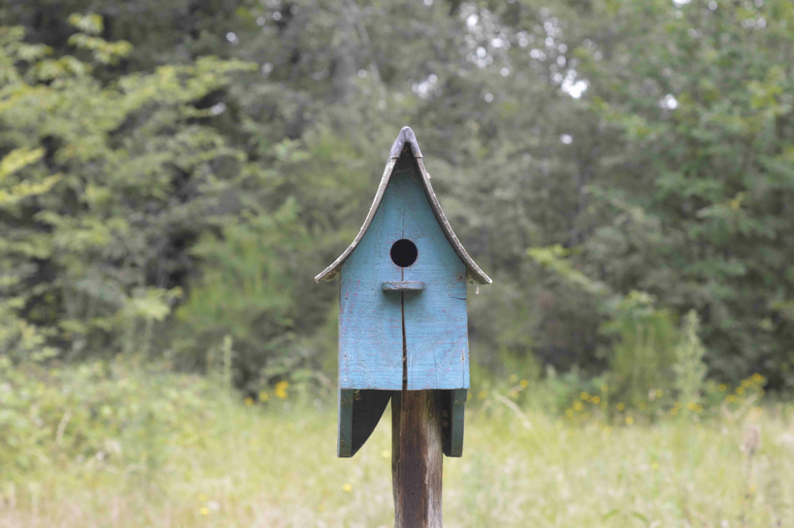 Archivé: Déambulation, balade découverte et exposition au coeur de la forêt