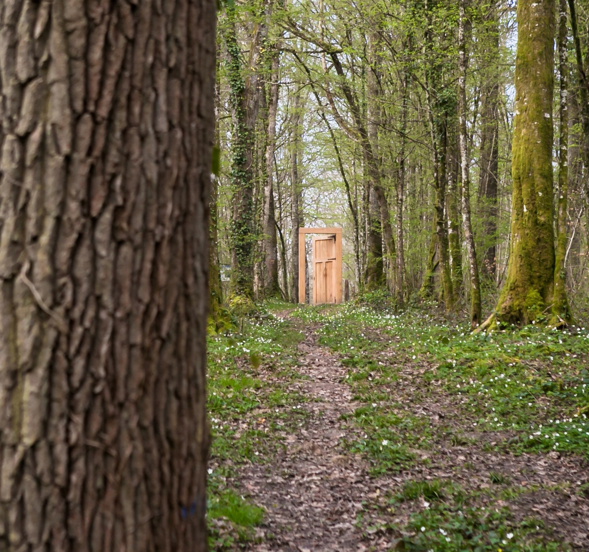 Les Secrets de la Forêt d’Orient : Un Patrimoine à Explorer