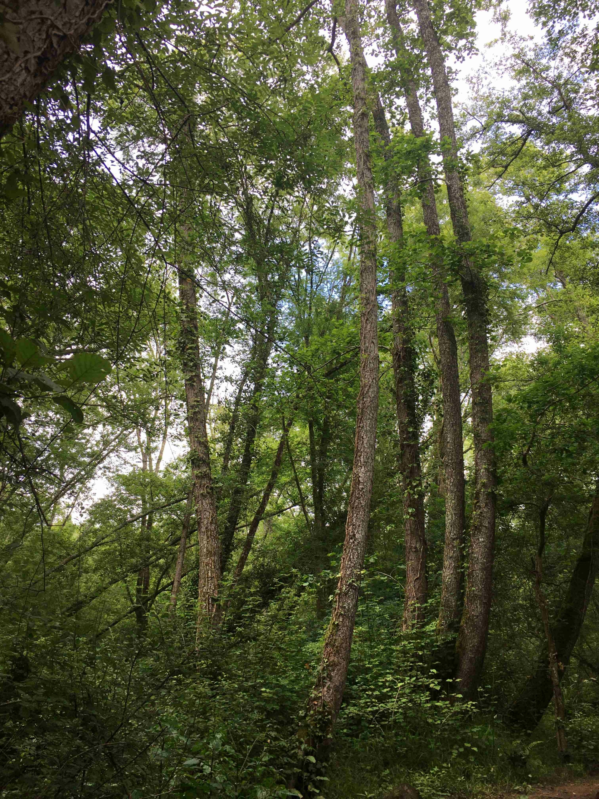 Archivé: Les facettes culturelles et sensibles des forêts du Born