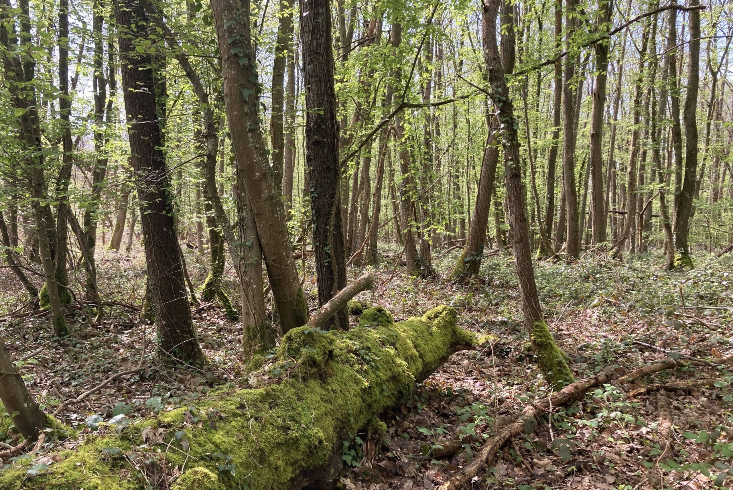 Archivé: Balades en forêt, concert d’arbres et sylvothérapie