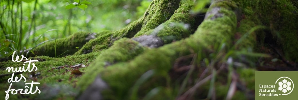 Archivé: Relaxation : A nos Racines…