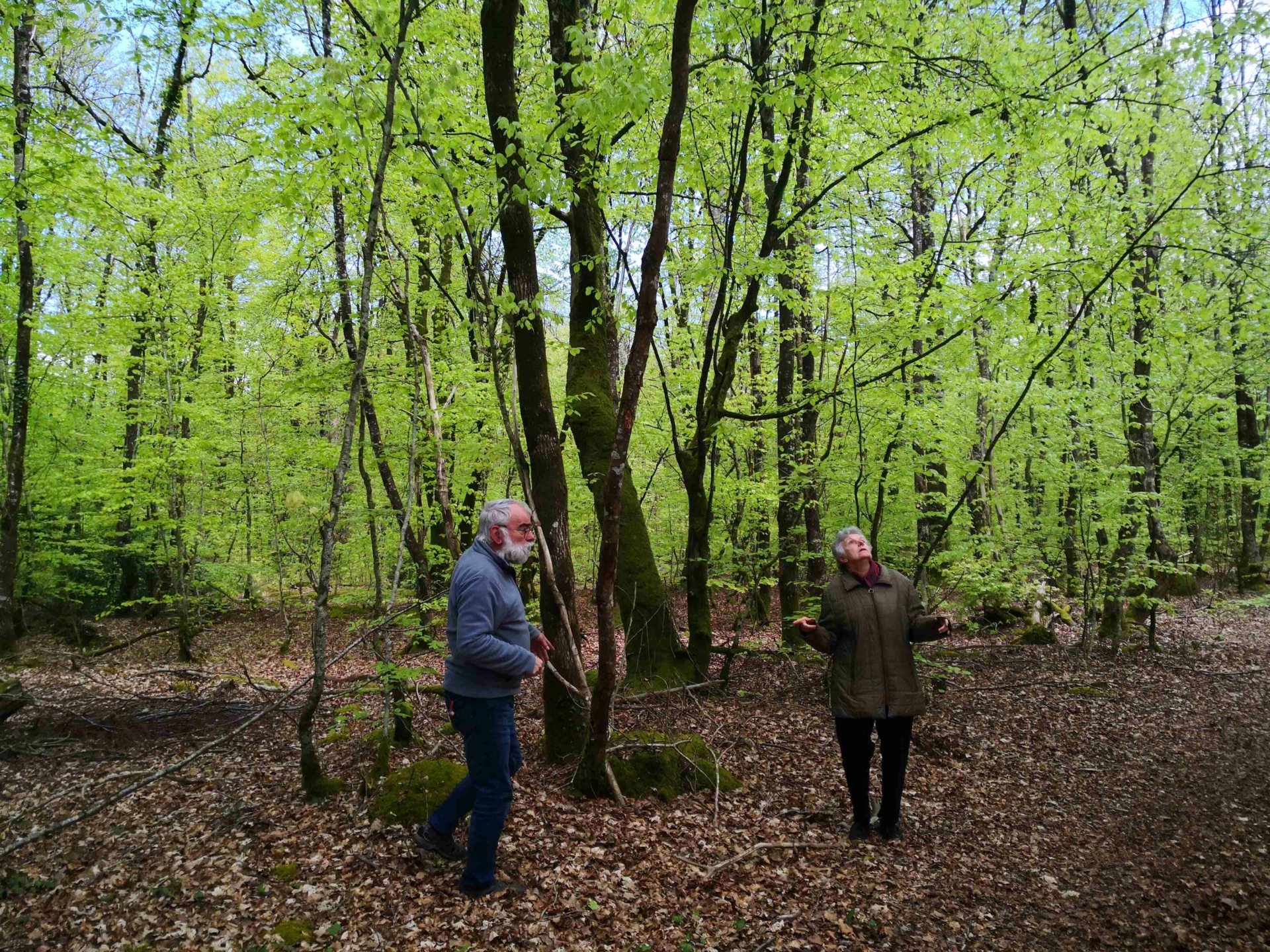 À la découverte de la Forêt de Camors