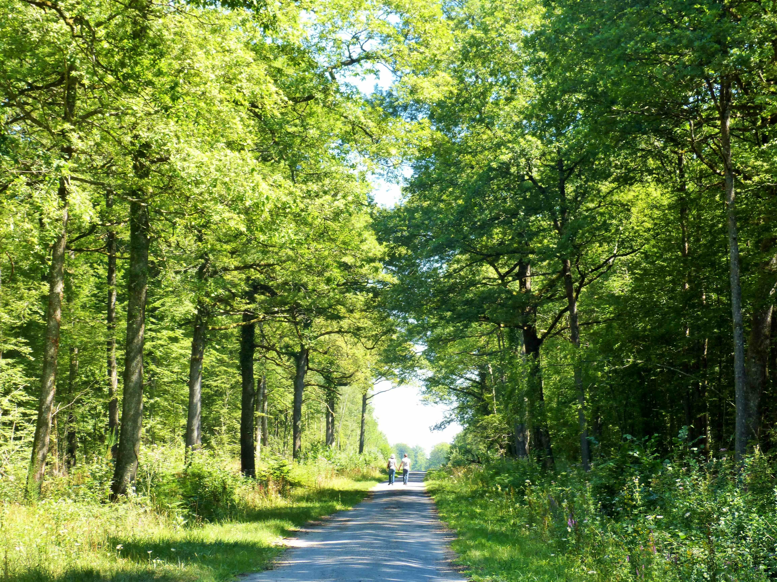 Archivé: Immersion au cœur de la forêt domaniale de Verzy
