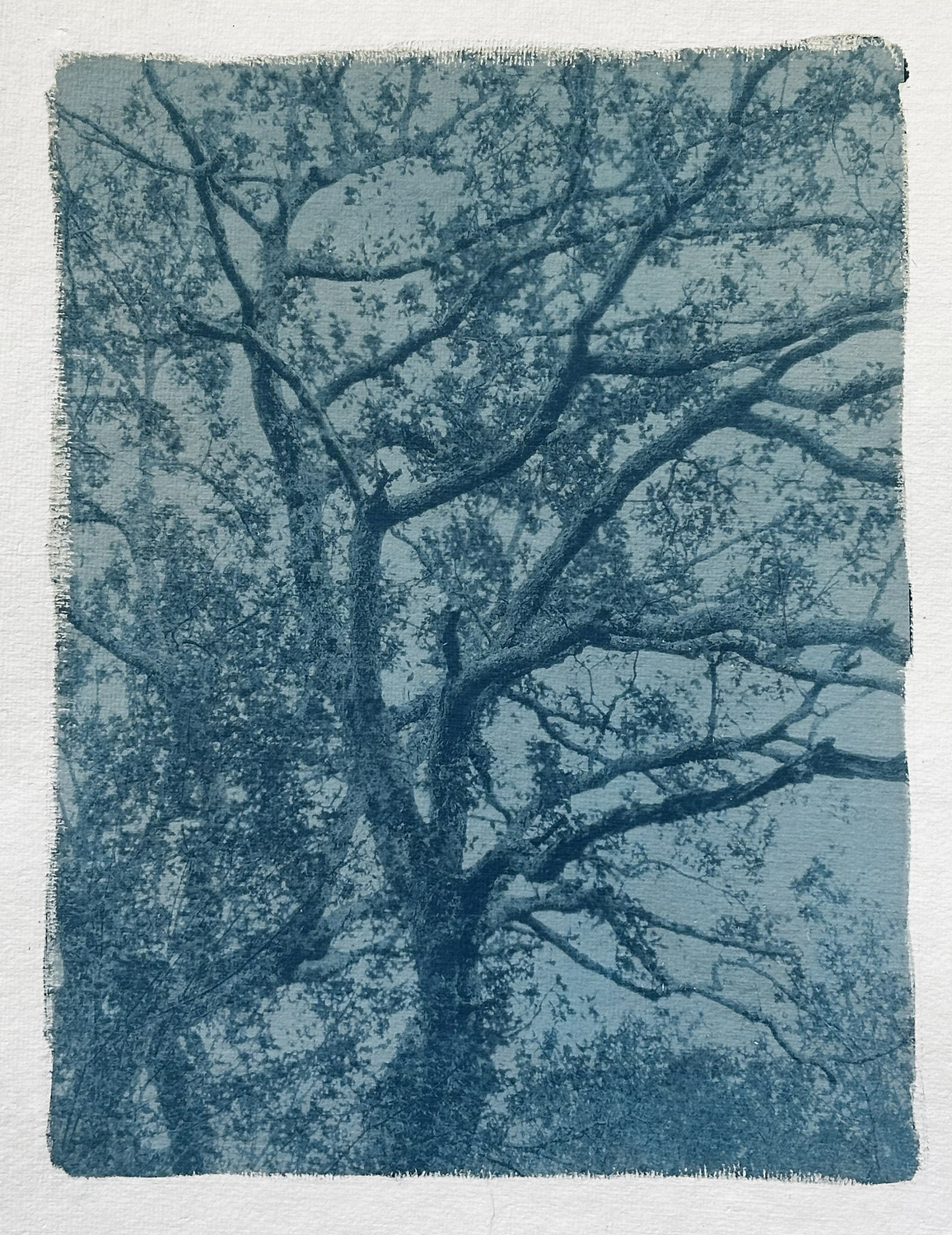 Atelier cyanotype