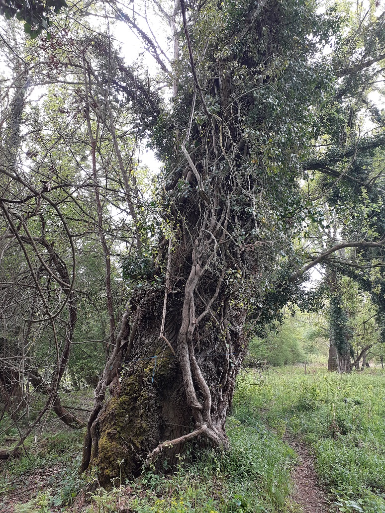 Archivé: A la rencontre des vieux arbres de la forêt de Brassacou