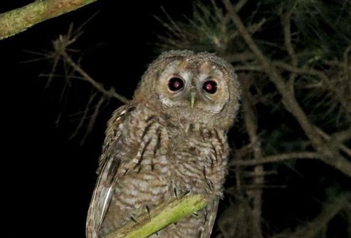 La vie sauvage secrète du Bois de Vincennes au crépuscule