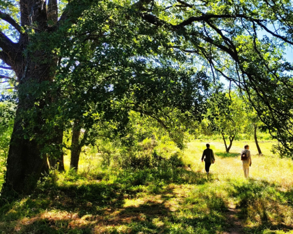 Bain de forêt et cérémonie du thé