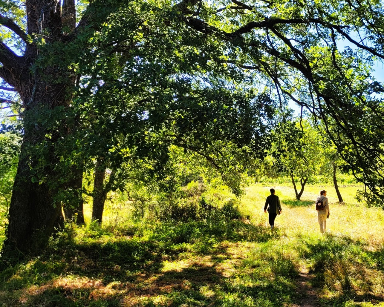 Bain de forêt et cérémonie du thé
