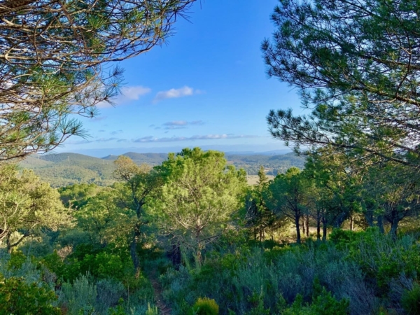 Bain de forêt et cérémonie du thé
