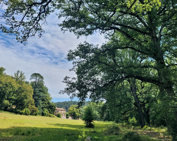 Bain de forêt et cérémonie du thé