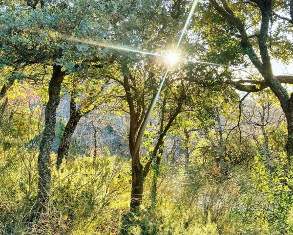 Bain de forêt et cérémonie du thé