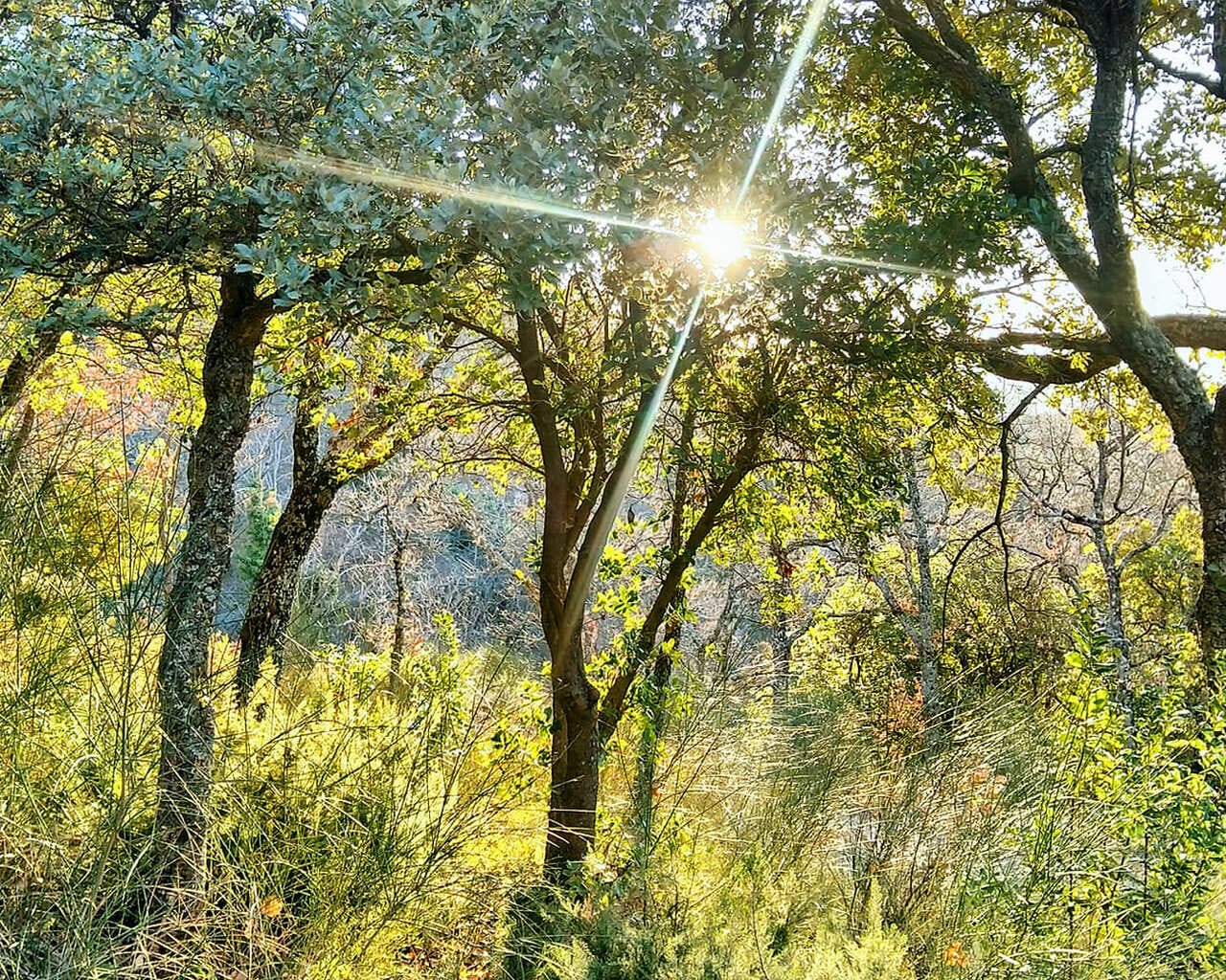 Bain de forêt et cérémonie du thé