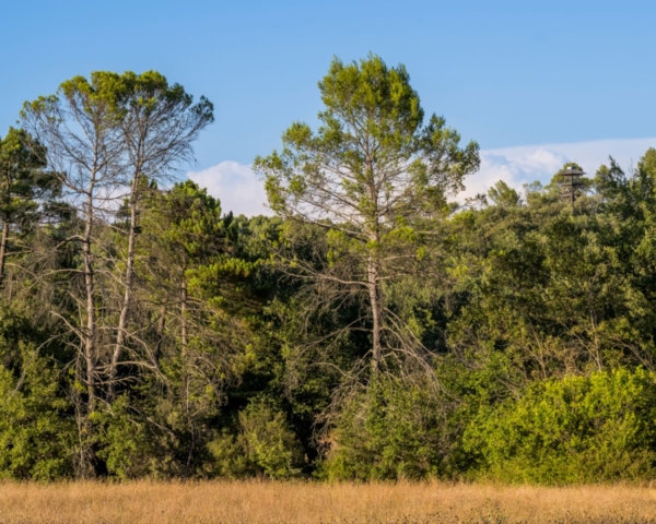Bain de forêt et cérémonie du thé
