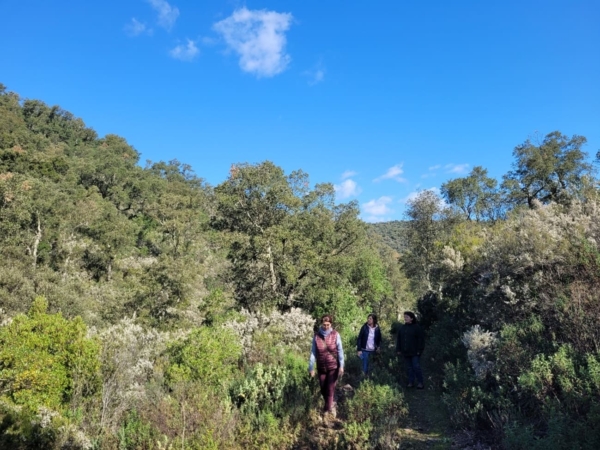 Bain de forêt et cérémonie du thé