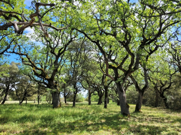 Bain de forêt et cérémonie du thé