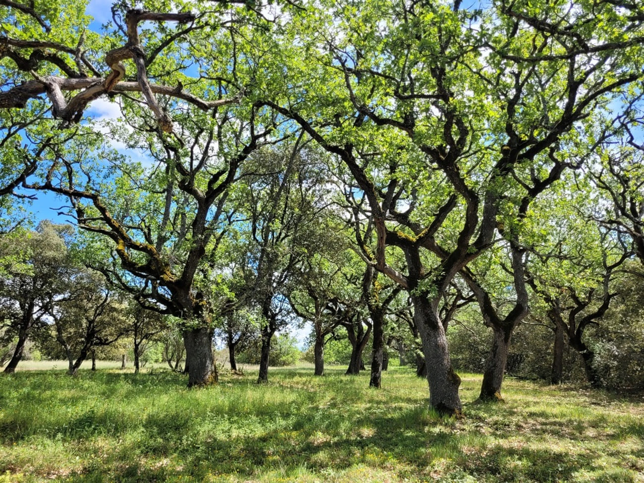 Bain de forêt et cérémonie du thé