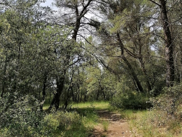 Bain de forêt et cérémonie du thé