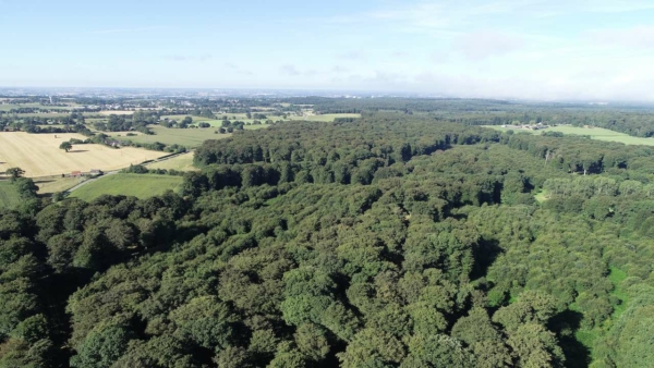 Balades, bain de forêt, contes et animations historiques et pédagogiques
