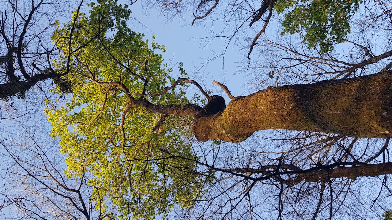 Un week-end forestier à Gurs !