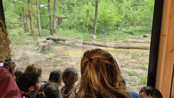 Rencontre avec le sauvage en Forêt de Rambouillet