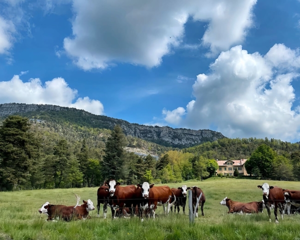 Bain de forêt et cérémonie du thé