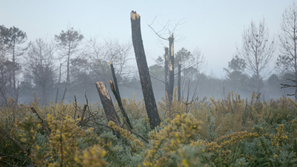 Connaissance & diversité des hommes et de la forêt