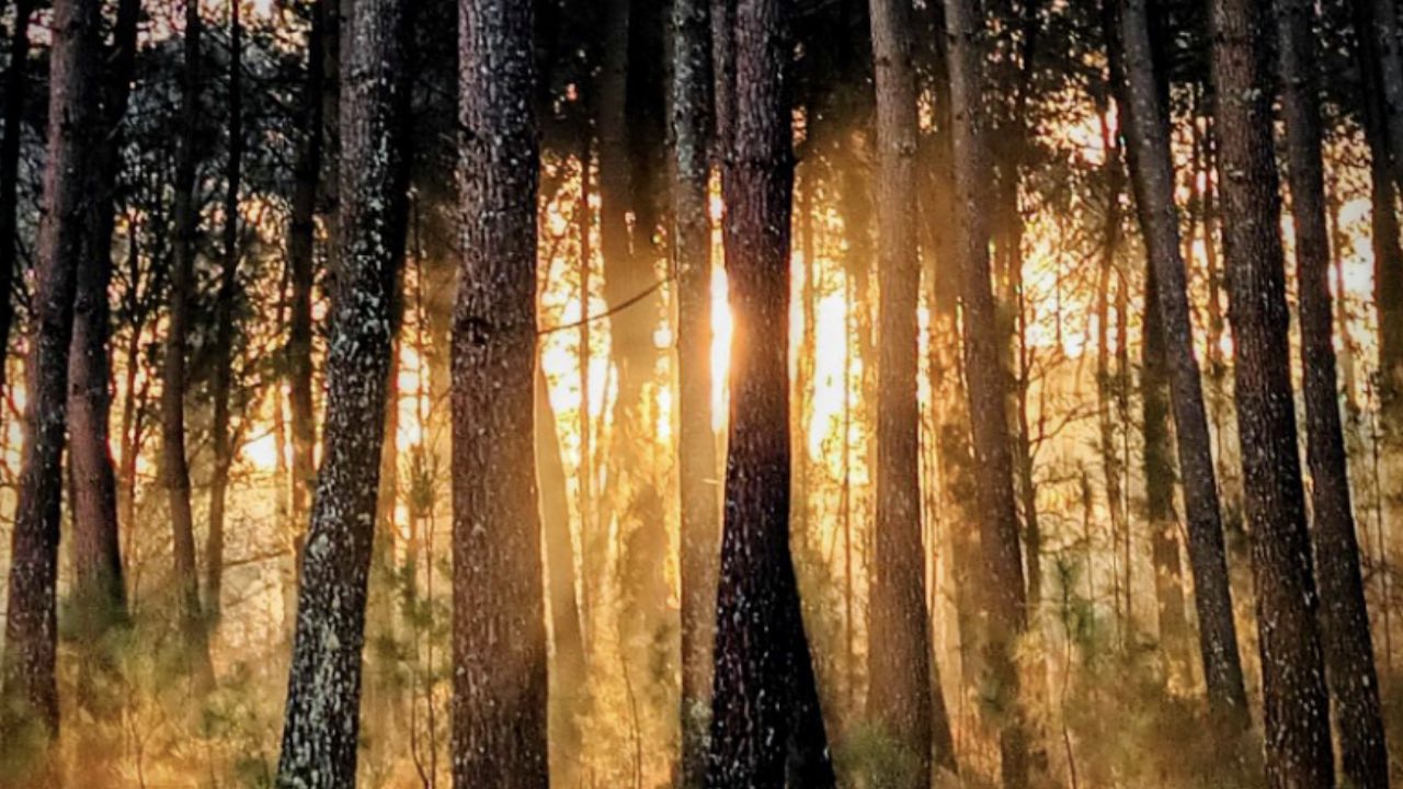 Découvrir et comprendre les enjeux de la forêt girondine de demain !