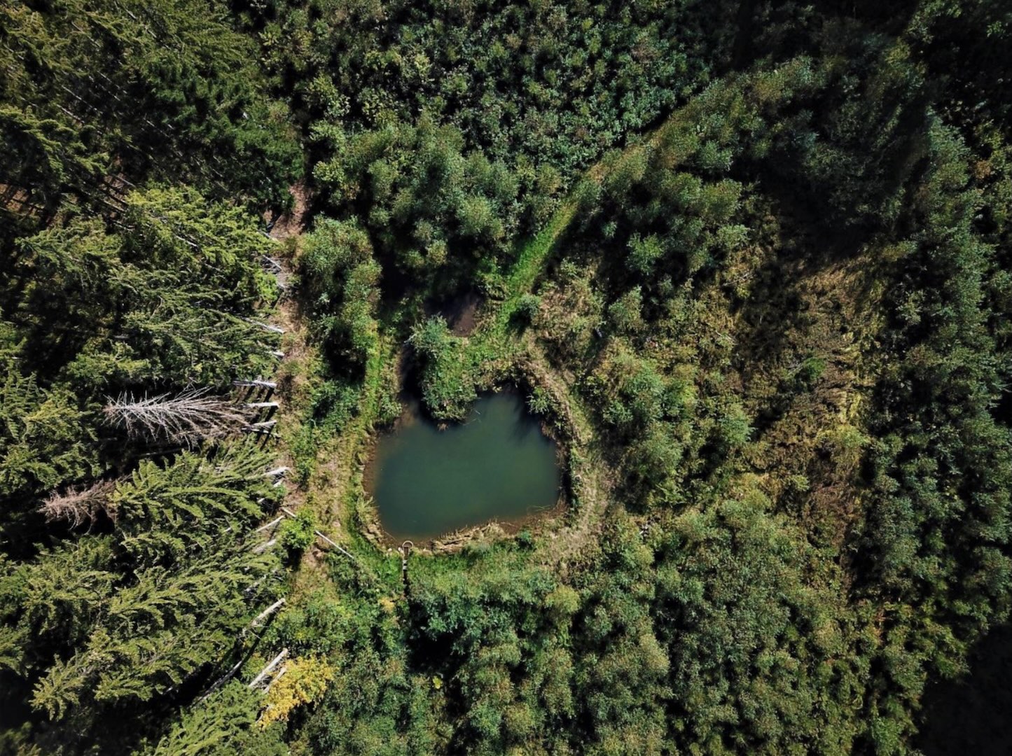 8 jours de festival en Forêt de Tiragoutte