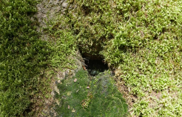Sur les traces des têtentaires
