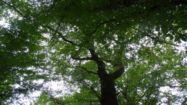 Journée familiale en forêt !