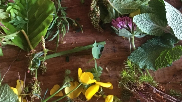Stage Conte, Botanique, Imaginaire des Plantes