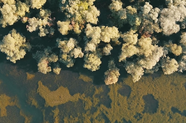 Temps de rencontres et spectacles à la Forêt d’Orient