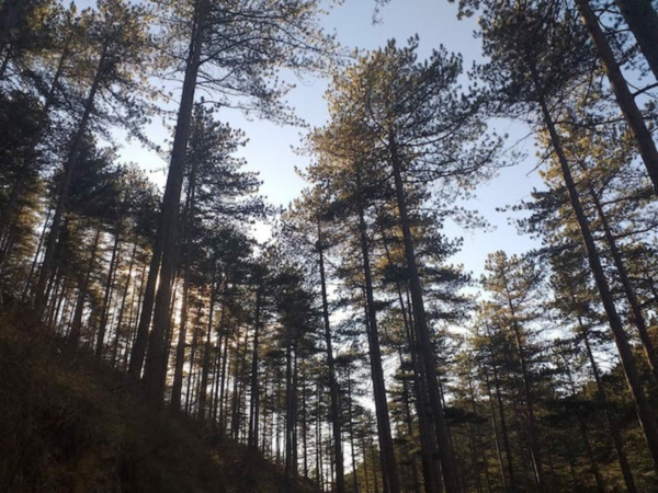 Découverte de la faune locale, du milieu naturel fascinant de la forêt et sa biodiversité extraordinaire
