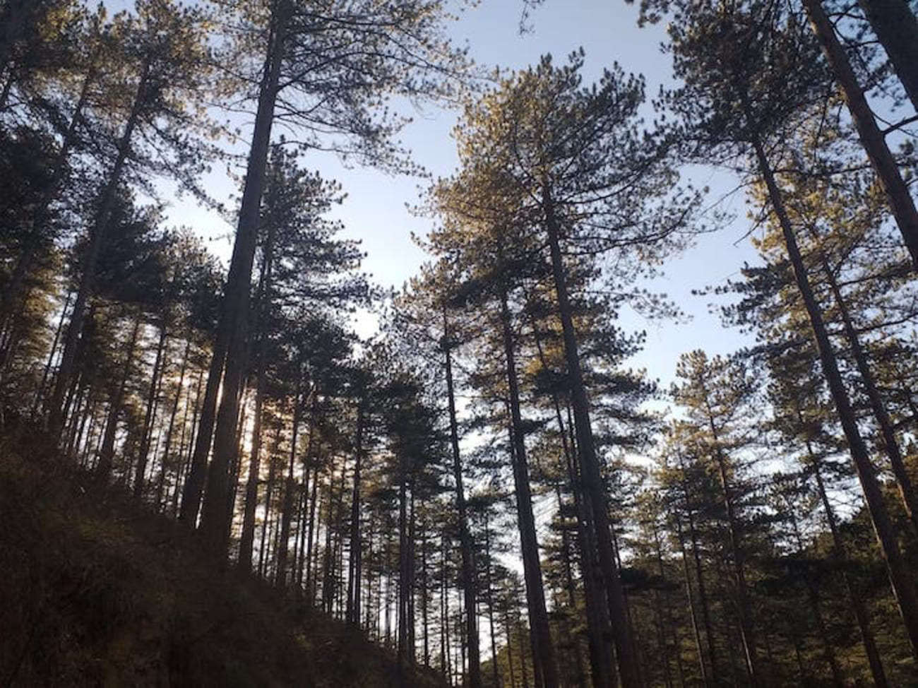 Découverte de la faune locale, du milieu naturel fascinant de la forêt et sa biodiversité extraordinaire