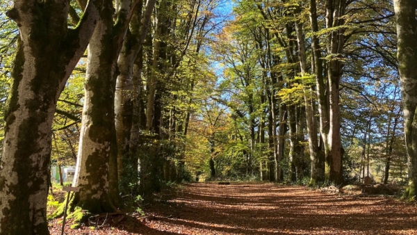 Une soirée à la découverte de la vie nocturne en forêt