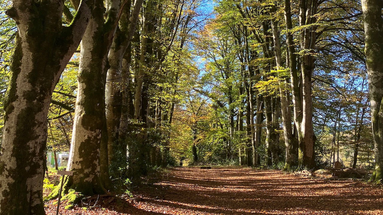 Une soirée à la découverte de la vie nocturne en forêt