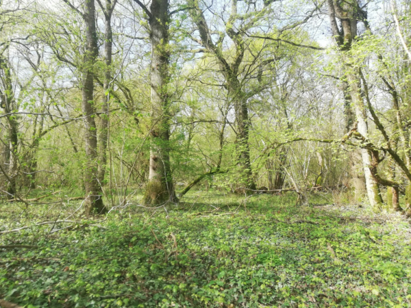 Balade à deux voix et lectures à la Forêt de la Cocharde