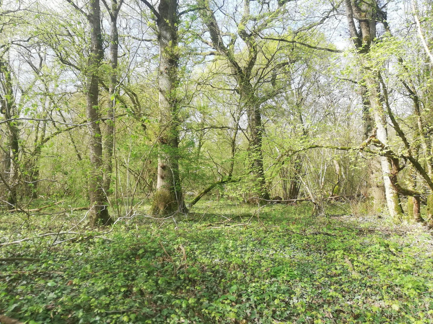 Balade à deux voix et lectures à la Forêt de la Cocharde