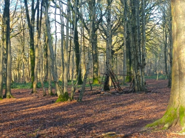 Une journée immersive et sensorielle au cœur de la forêt domaniale de Guînes