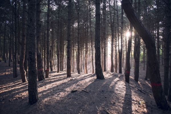 Voyage des sens : découvrir la forêt du Touquet autrement