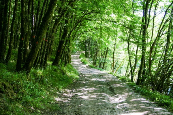 L’ECHO DES CIMES : devenez un explorateur de la forêt !