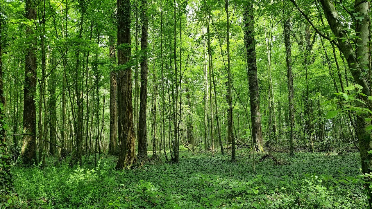 Exposition et randonnée familiale en Forêt du Haut Bois